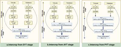 Harnessing monocrop breeding strategies for intercrops